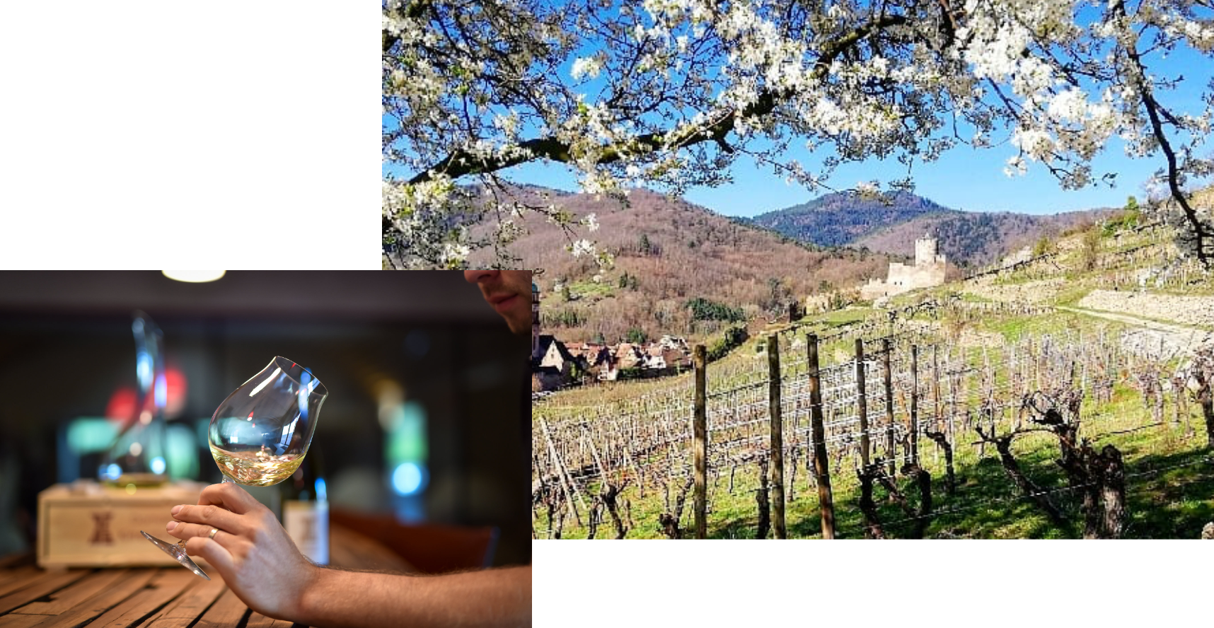 vue du vignoble et dégustation vin blanc