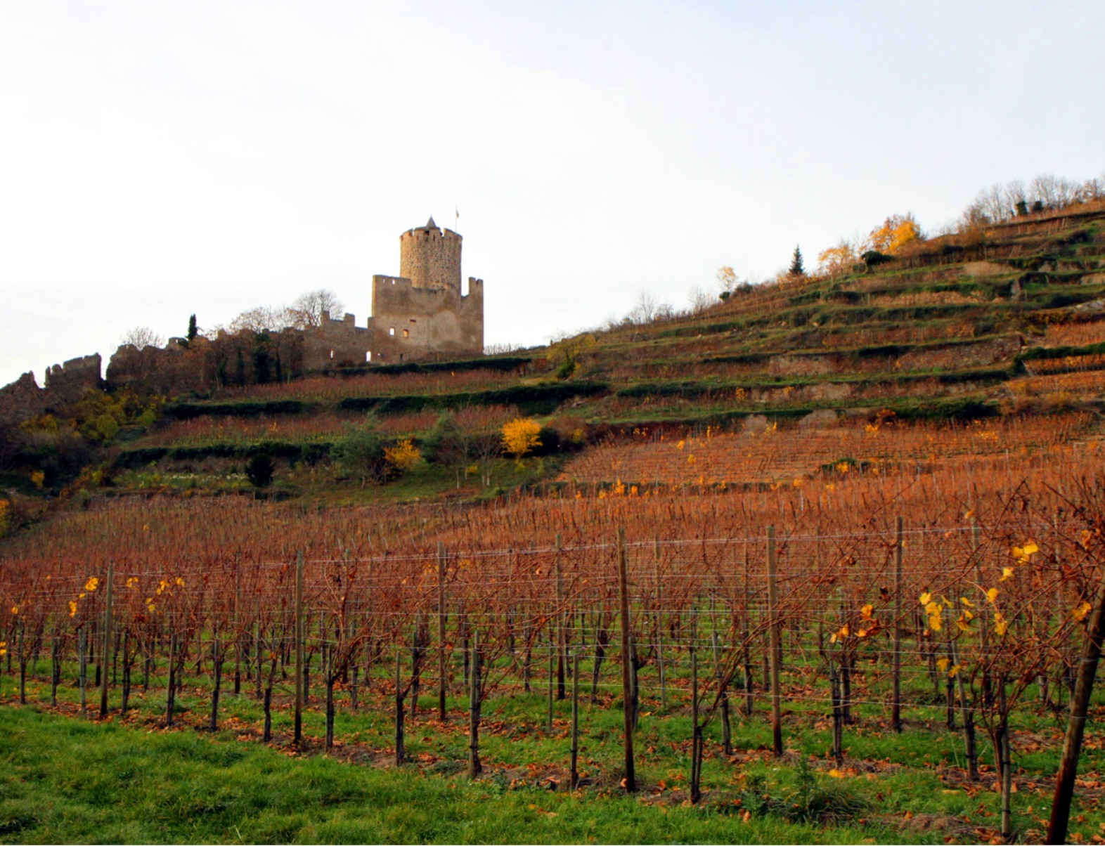 Vue des vignes et du château